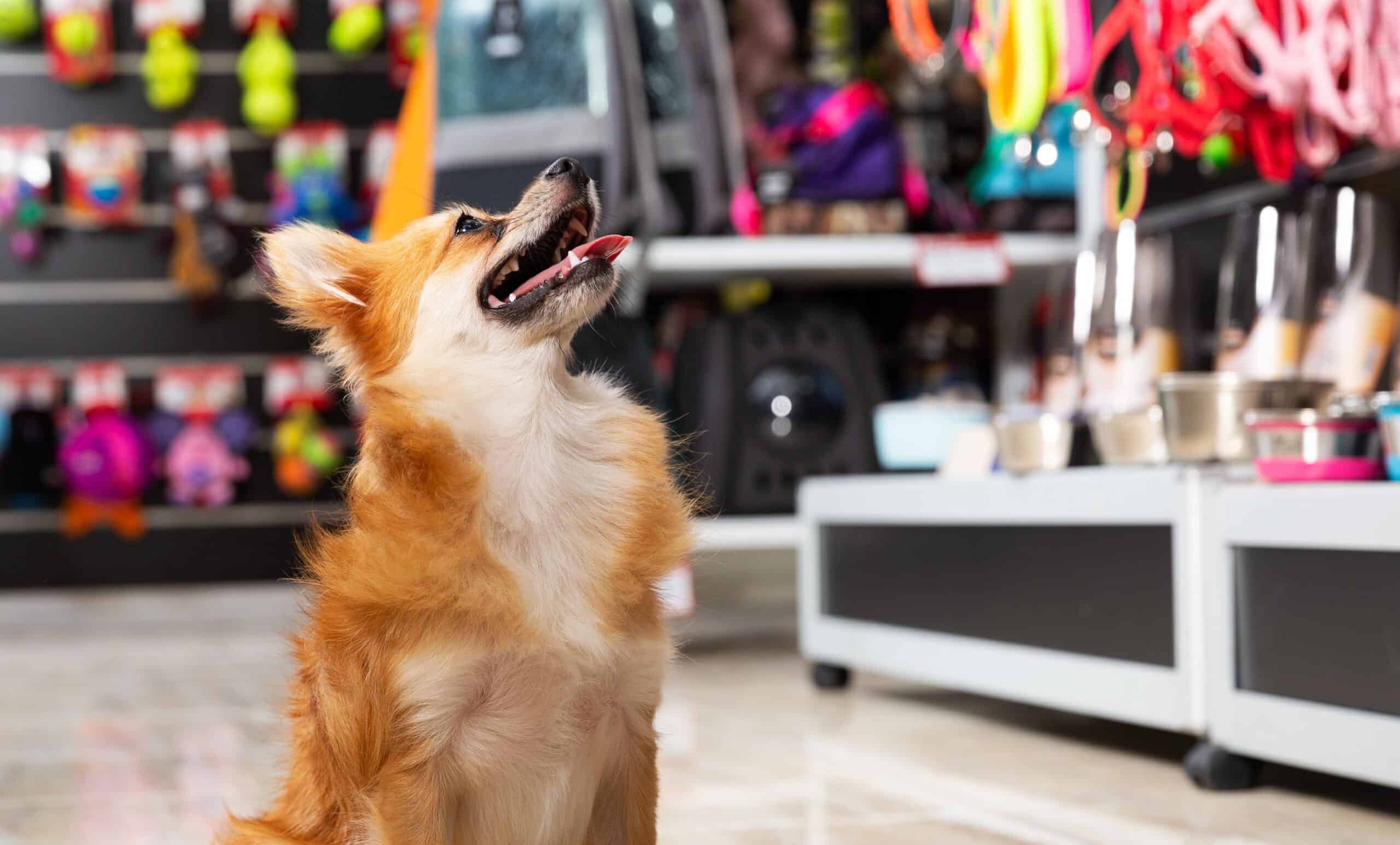 Dog sitting on pet store floor